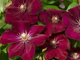 Powojnik Clematis Rouge Cardinal
