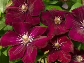 Powojnik Clematis Rouge Cardinal