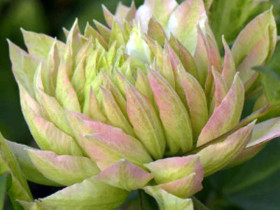 Powojnik Clematis Sen-no-kaze