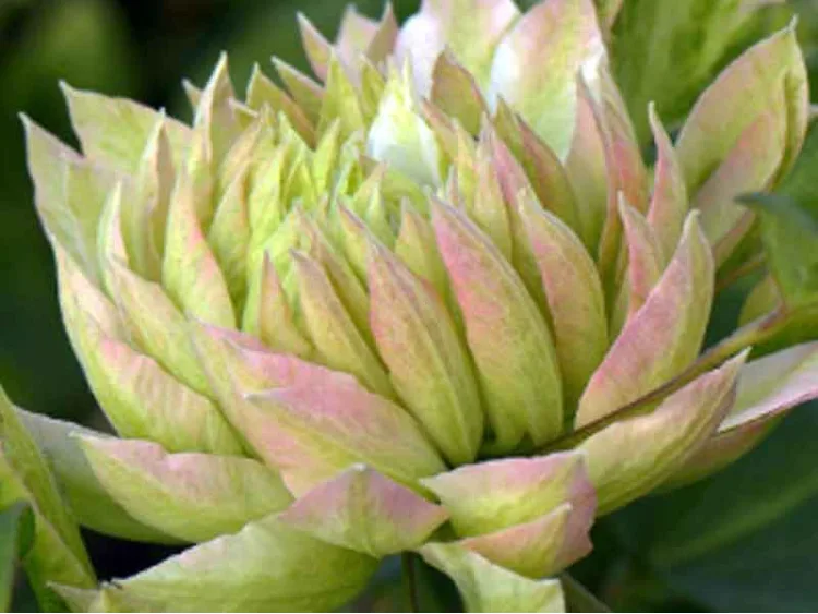 Powojnik Clematis Sen-no-kaze
