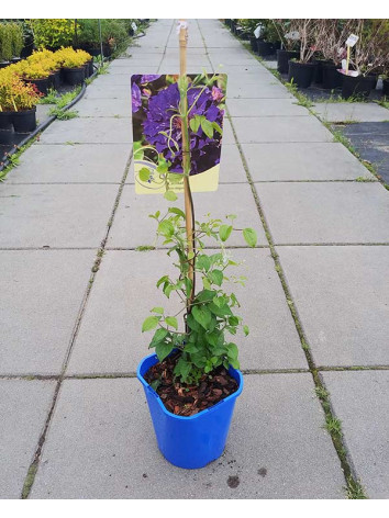 Powojnik Clematis Shin-shigyoku
