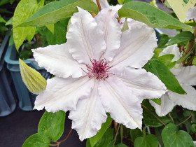 Powojnik Clematis Snow Queen