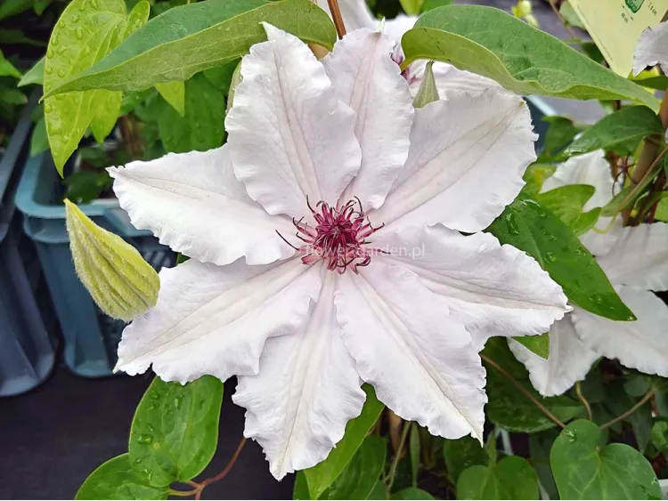 Powojnik Clematis Snow Queen