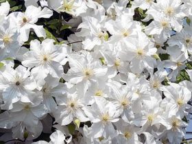 Powojnik Clematis Snow Storm PBR