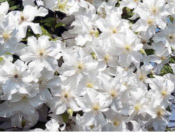 Powojnik Clematis Snow Storm PBR
