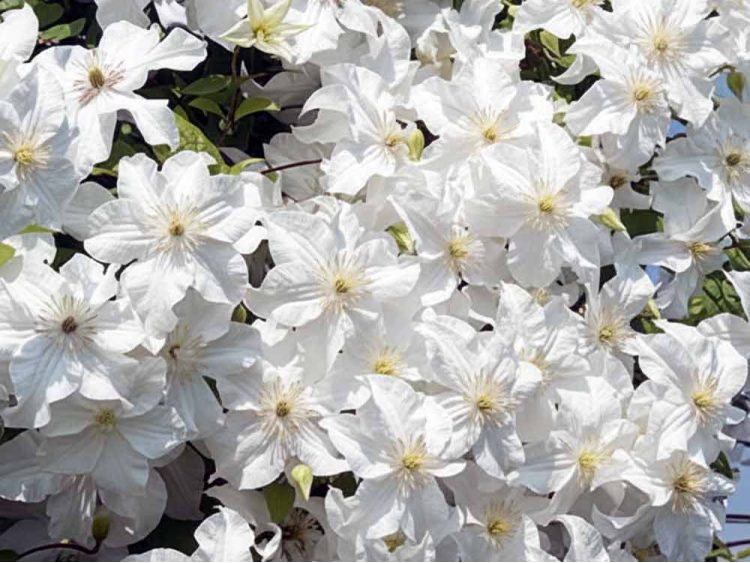 Powojnik Clematis Snow Storm PBR