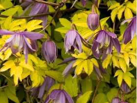 Powojnik Clematis Stolwijk Gold PBR