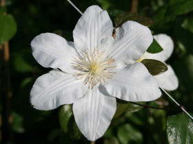 Powojnik (clematis) 'Sylvia Denny' C2