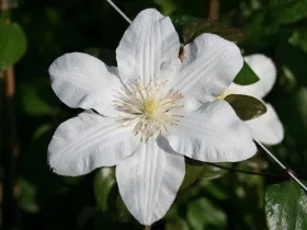 Powojnik (clematis) 'Sylvia Denny' C2