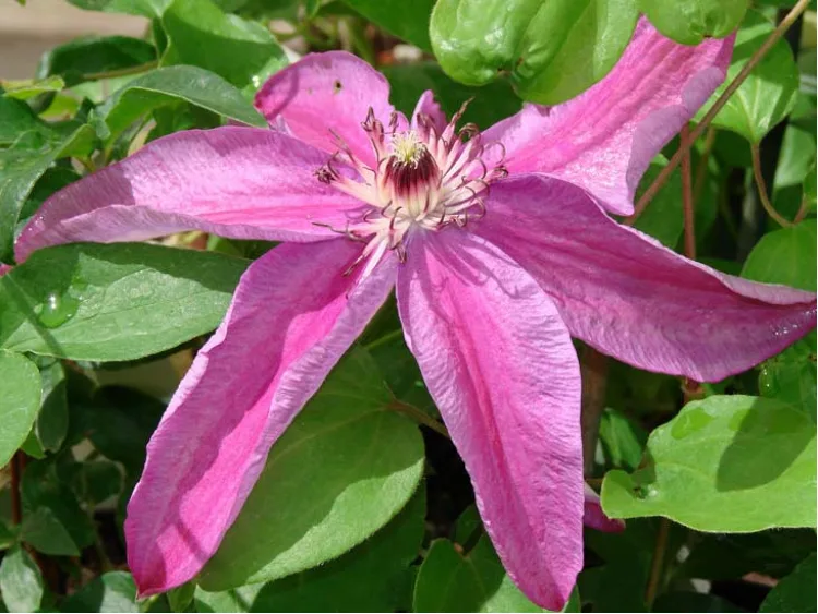 Powojnik Clematis Sympatia
