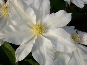 Powojnik Clematis Toki