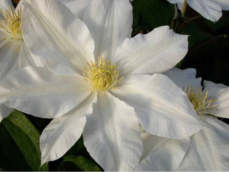 Powojnik Clematis Toki