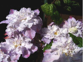 Powojnik Clematis Veronica's Choice ®