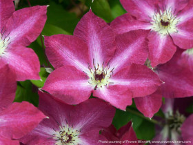 Powojnik Clematis Viva Polonia PBR