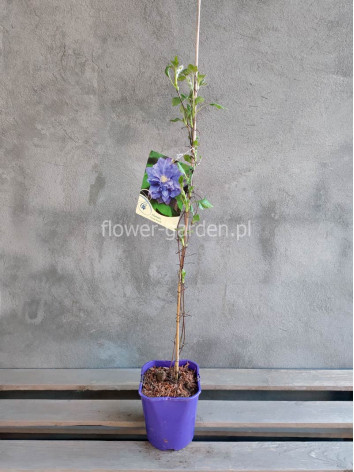 Powojnik Clematis Vyvyan Pennell