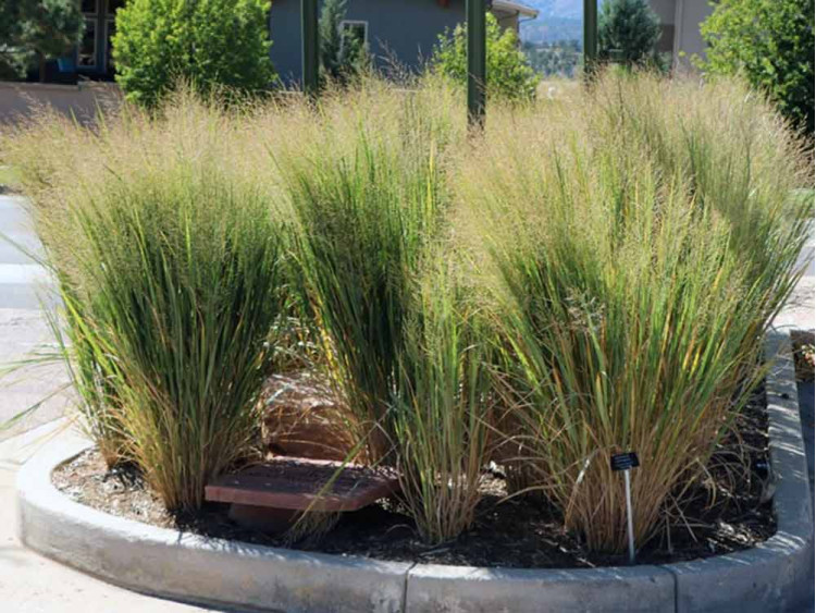 Proso rózgowate Northwind