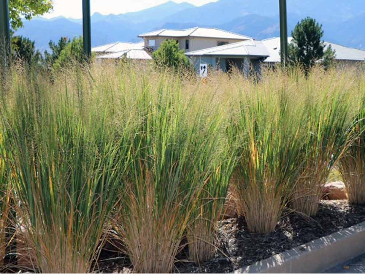 Proso rózgowate Northwind