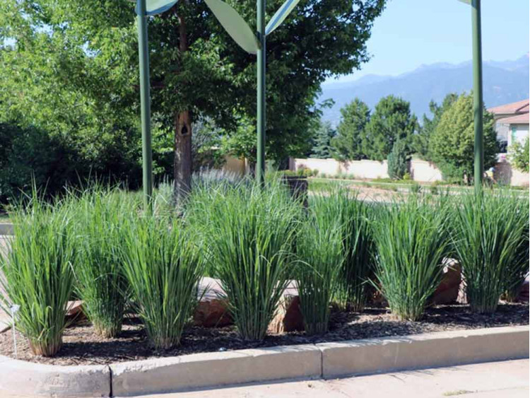 Proso rózgowate Northwind