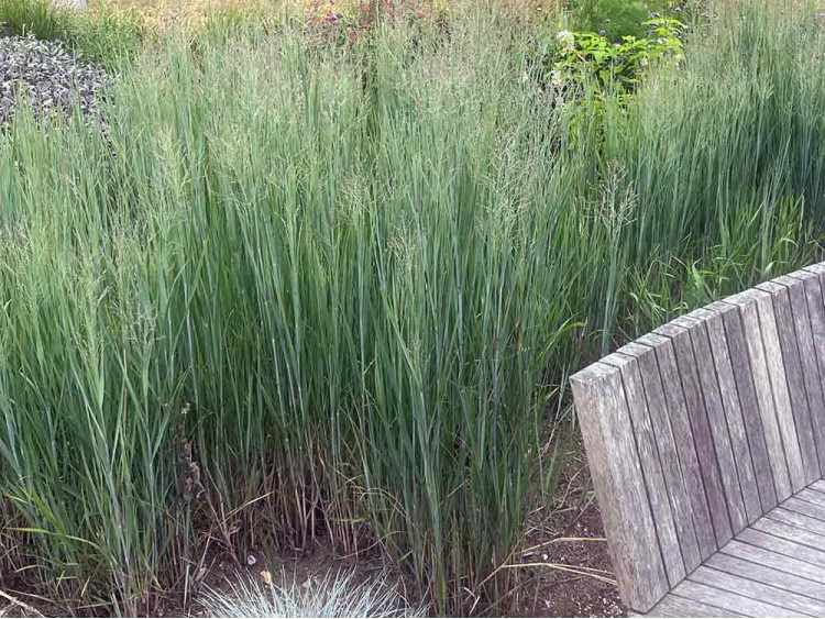 Proso rózgowate Northwind