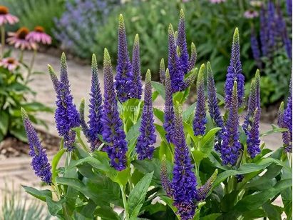 Przetacznik 'Lancita Blue'