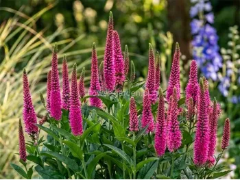 Przetacznik 'Lancita Pink'