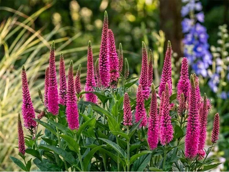Przetacznik 'Lancita Pink'