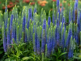 Przetacznik kłosowy Ulster Blue Dwarf