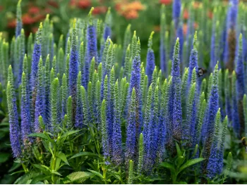 Przetacznik kłosowy 'Ulster Blue Dwarf'
