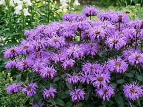 Monarda SUGAR BUZZ® Blue Moon