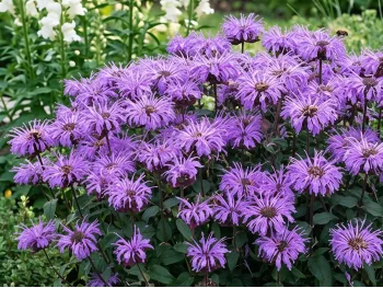 Monarda SUGAR BUZZ® Blue Moon