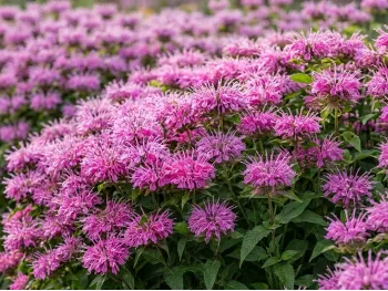 Monarda SUGAR BUZZ® Bubblegum Blast