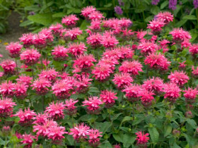 Pysznogłówka Pink Lace