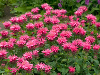 Pysznogłówka Pink Lace