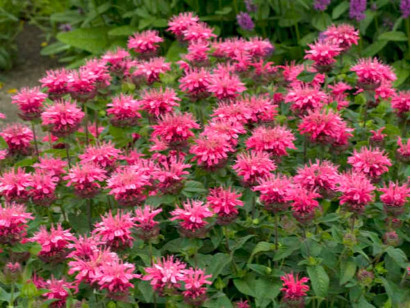 Pysznogłówka Pink Lace