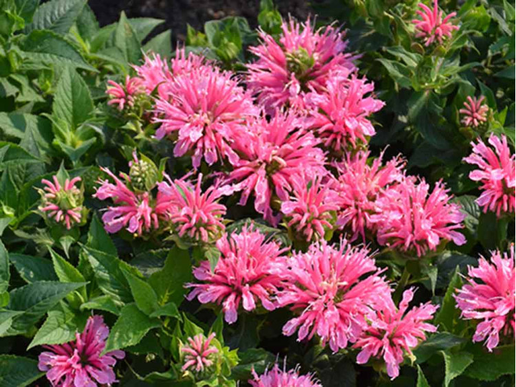Pysznogłówka Pink Lace