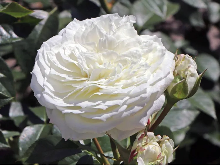 Róża rabatowa Alabaster ®