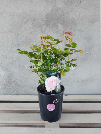 Róża parkowa Anna Ancher Renaissance®