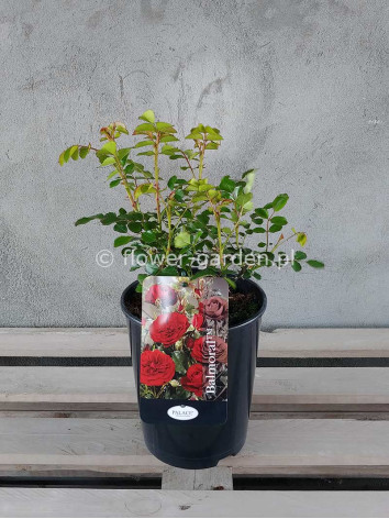 Róża rabatowa Balmoral Castle®