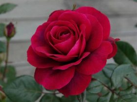 Róża wielkokwiatowa Bellevue®