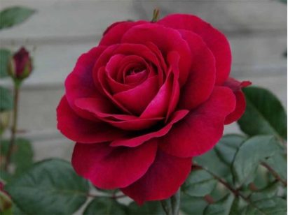 Róża wielkokwiatowa Bellevue®