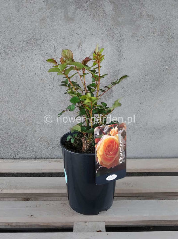 Róża rabatowa Chaterine Palace®