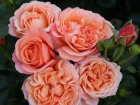 Róża rabatowa Coral Lions-Rose®