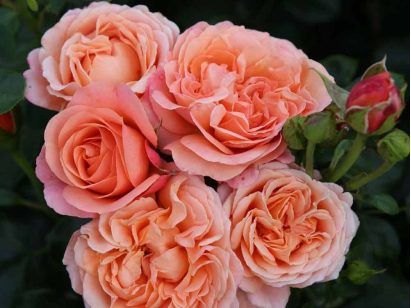 Róża rabatowa Coral Lions-Rose®