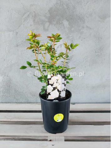 Róża pnąca Eisa Courtyard®