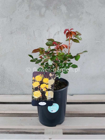 Róża rabatowa Eze Palace®