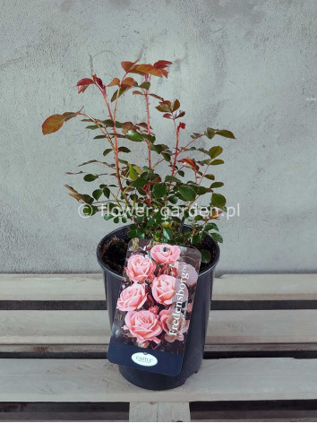 Róża rabatowa Fredensborg®