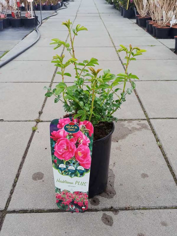 Róża pnąca Heidetraum® PLUS