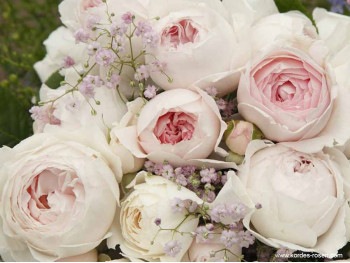 Róża rabatowa Herzogin Christiana® ADR