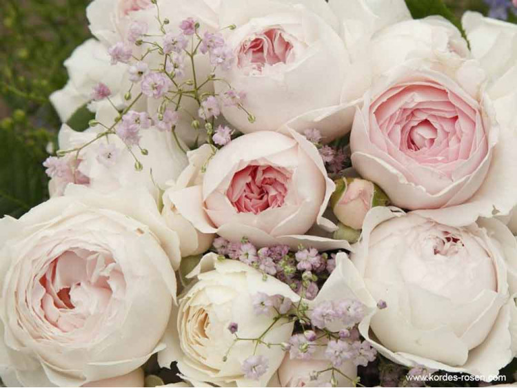 Róża rabatowa Herzogin Christiana® ADR