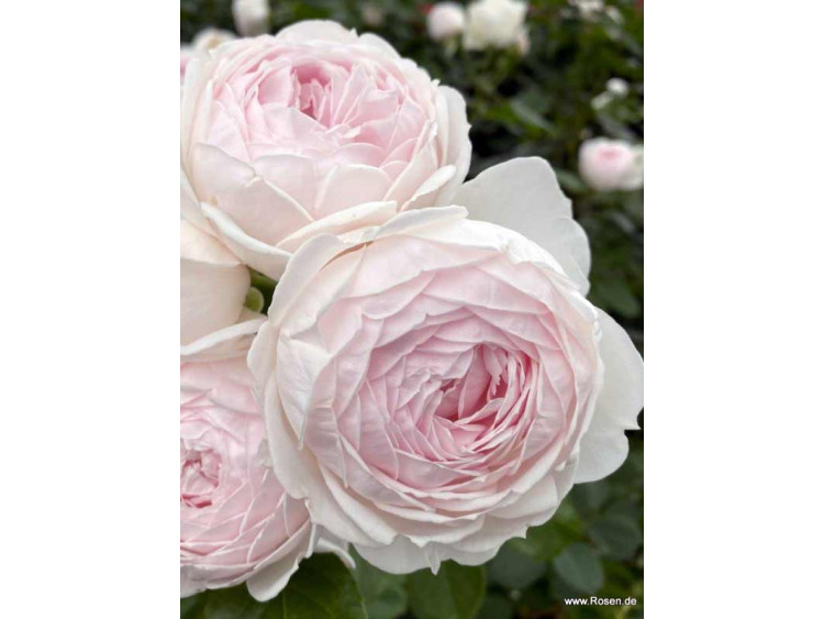 Róża rabatowa Herzogin Christiana® ADR